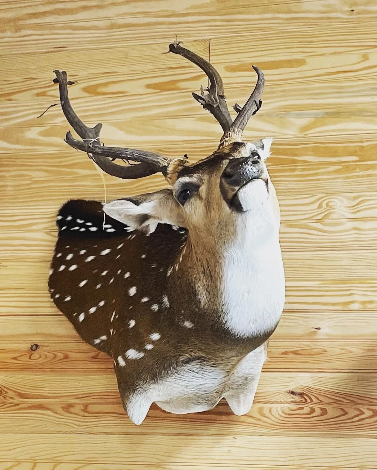 Darst Creek Taxidermy & Wildgame Processing - 2