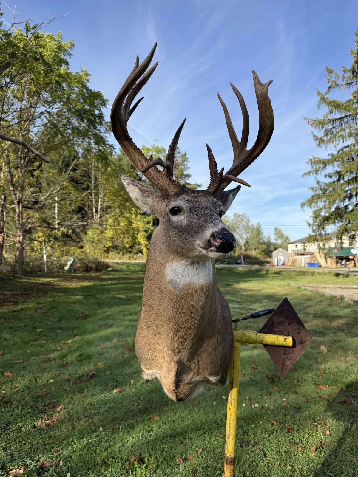 Dead Nuts Taxidermy - 2