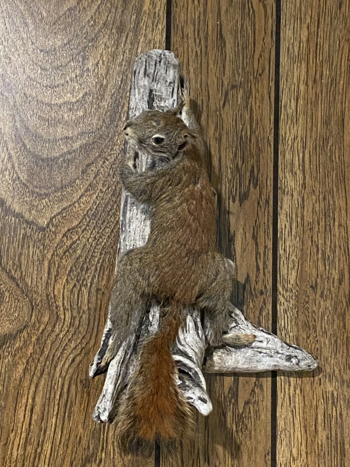 Dead - On Taxidermy - 2