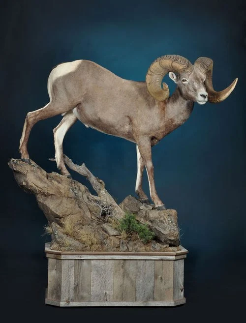Deer Creek Wildlife LLC