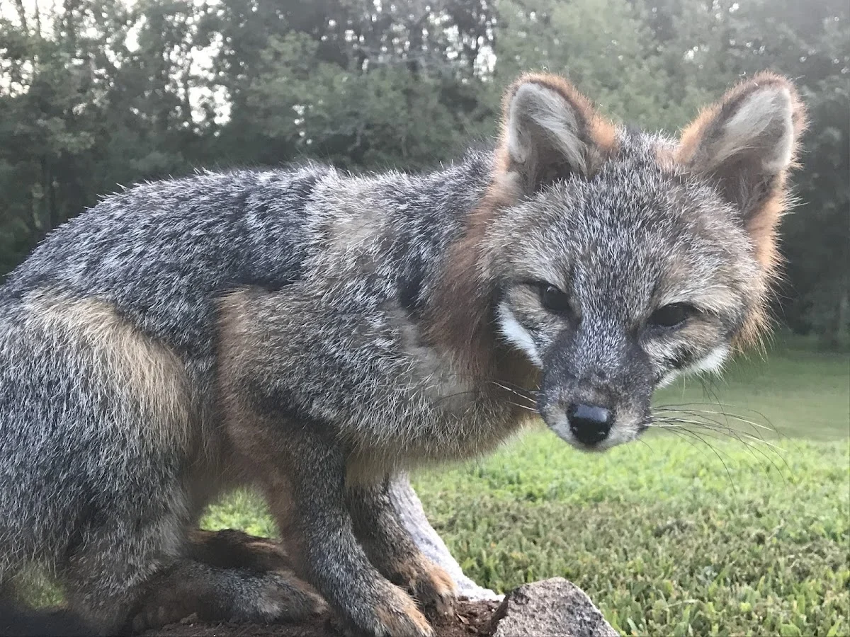 Deershorn Taxidermy