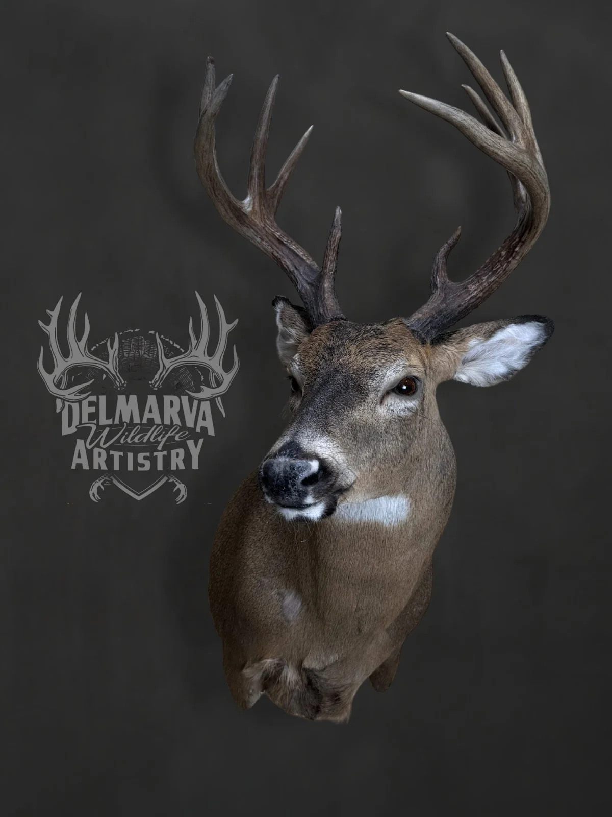 Delmarva Wildlife Artistry - 2