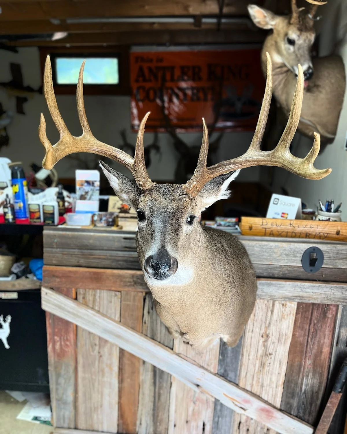 Dew River Taxidermy - 2