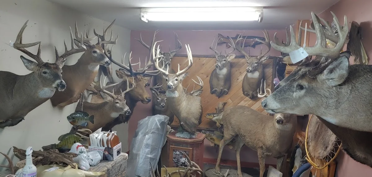 Dodge Taxidermy Studio