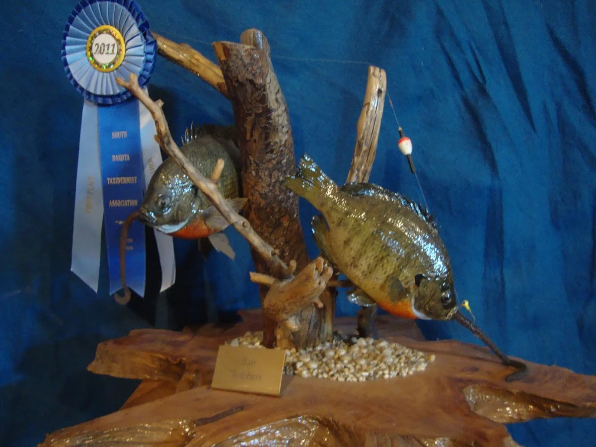 Donabauer Taxidermy - 2