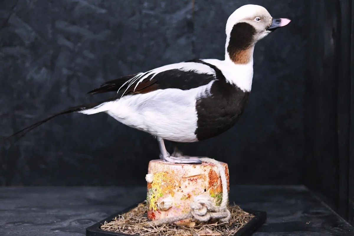 Double Sprig Taxidermy - 2