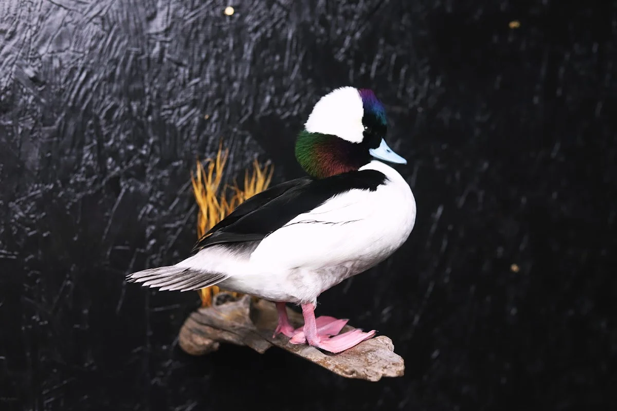 Double Sprig Taxidermy
