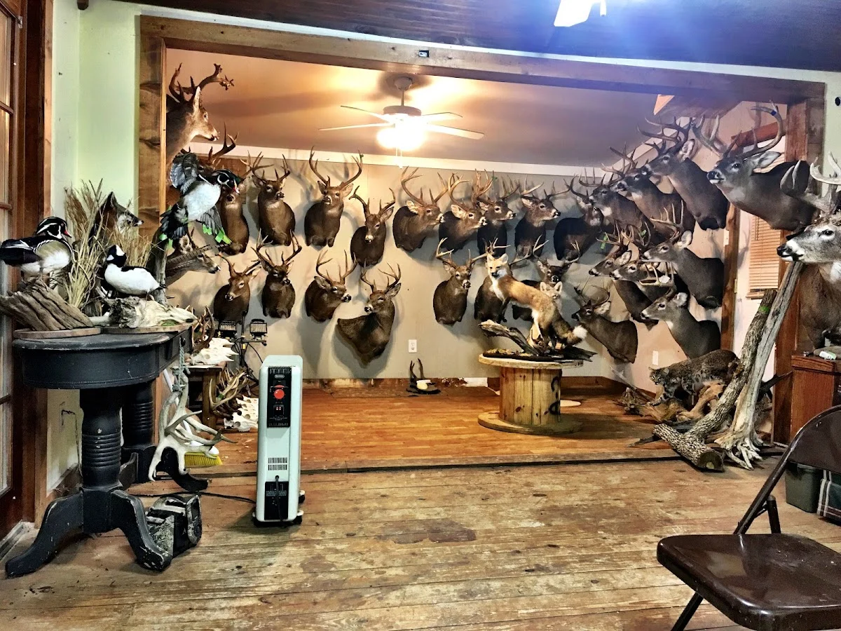 Driftwood taxidermy - 3