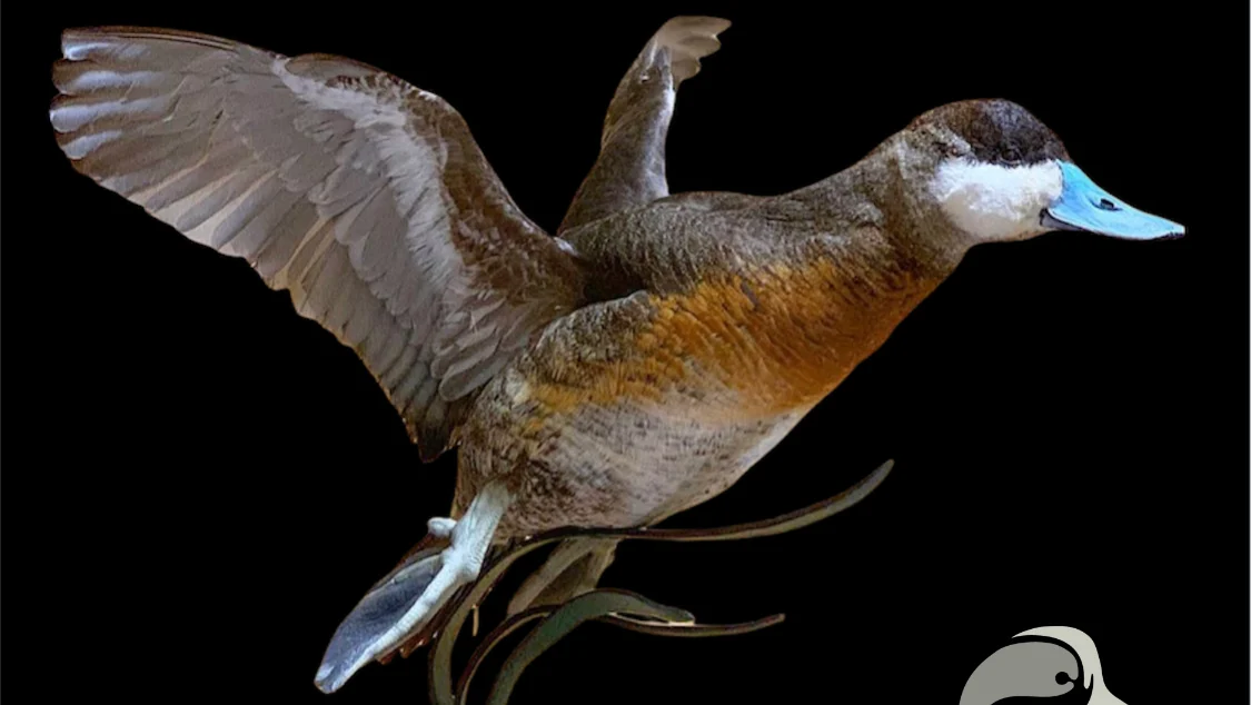 Duckman Taxidermy
