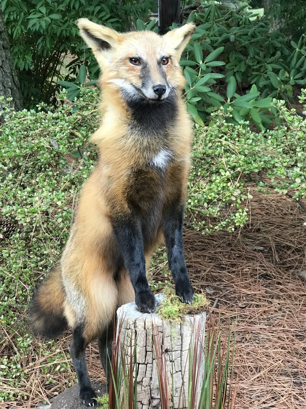 East Coast Taxidermy