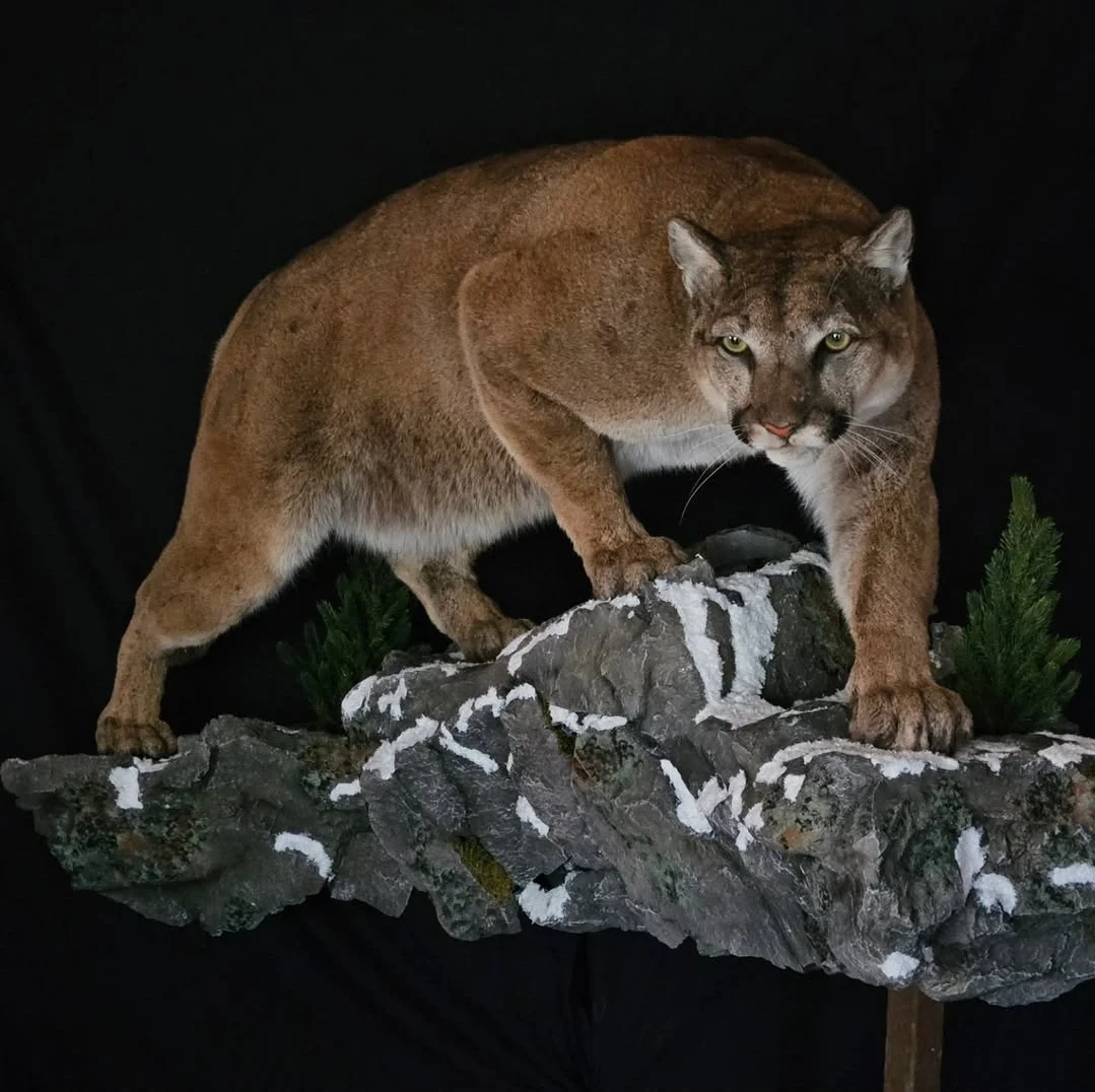 Elusive Creatures Taxidermy
