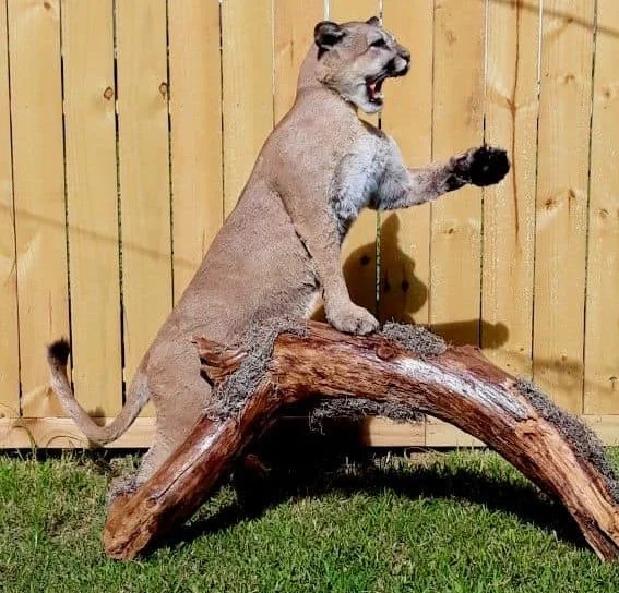 Exotic Real Life Taxidermy