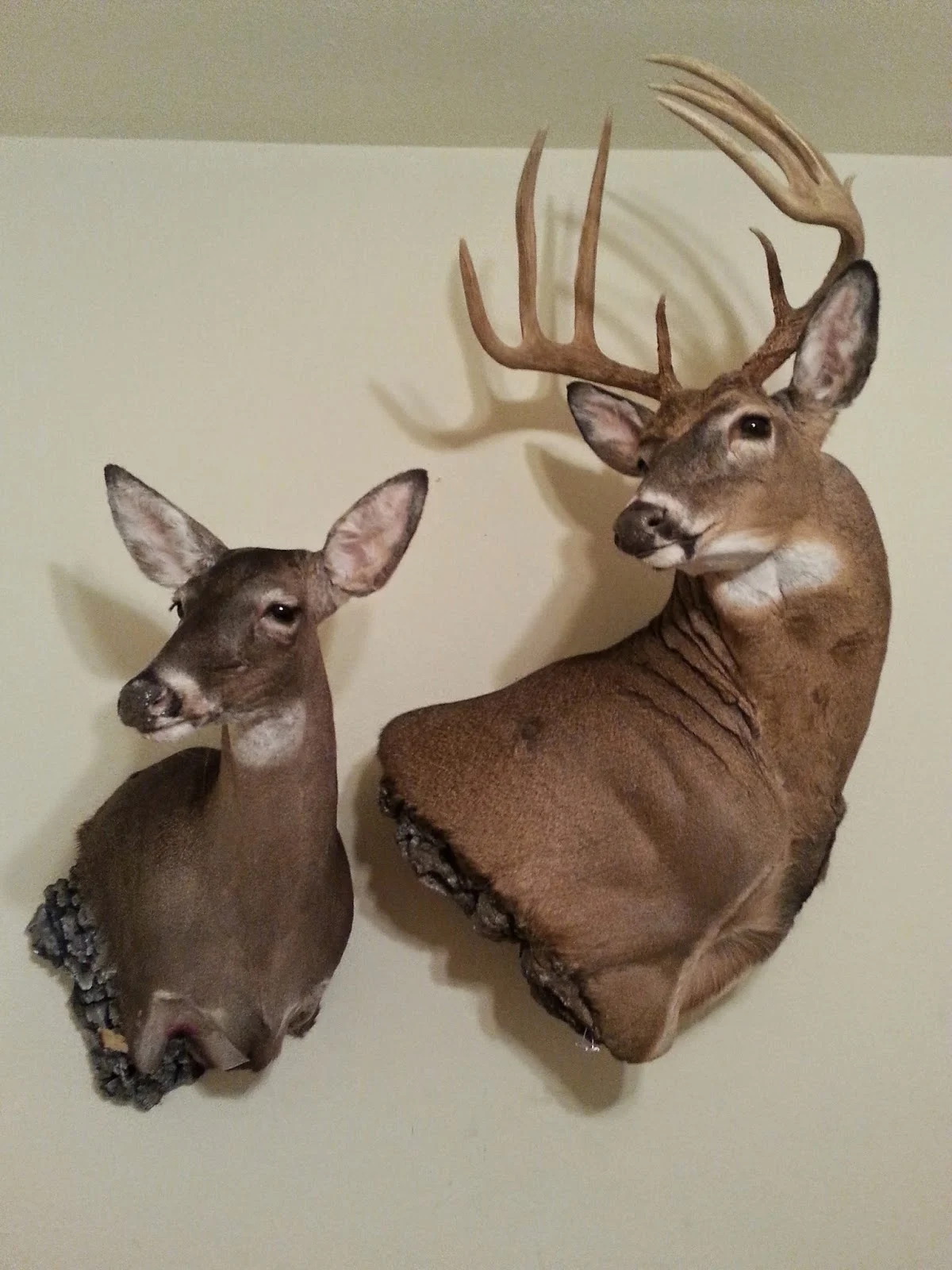 Exquisite whitetails taxidermy