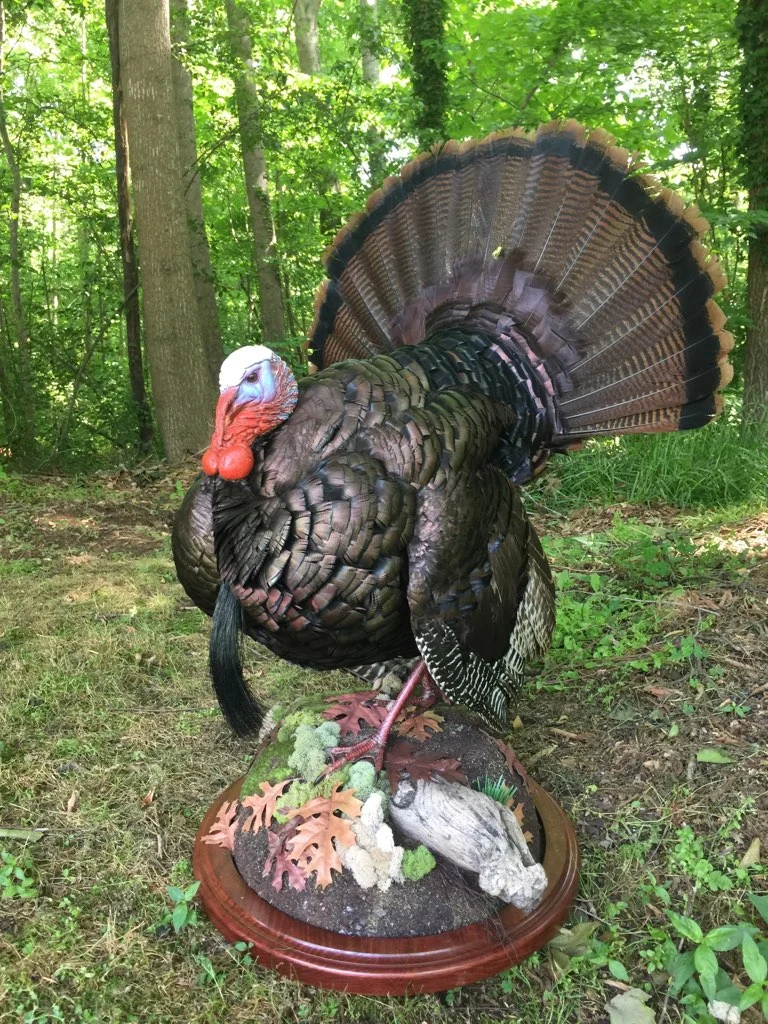 Fins, Tines, & Feathers Taxidermy - 2