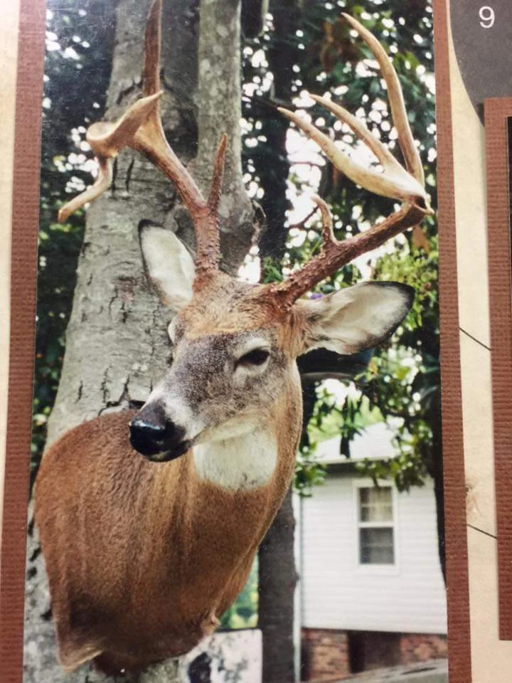 Fins, Tines, & Feathers Taxidermy