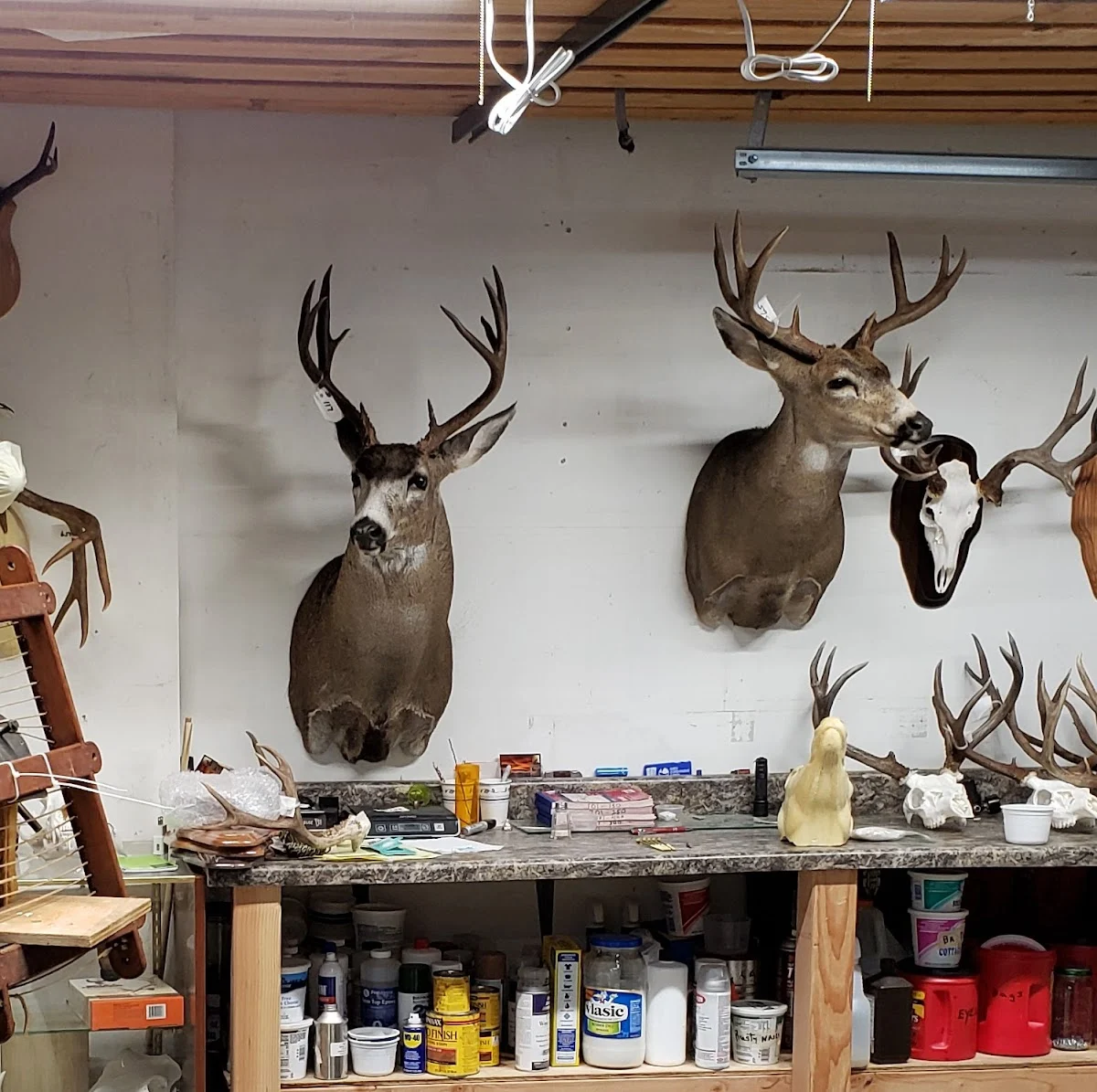 First Light Taxidermy Studio - 2