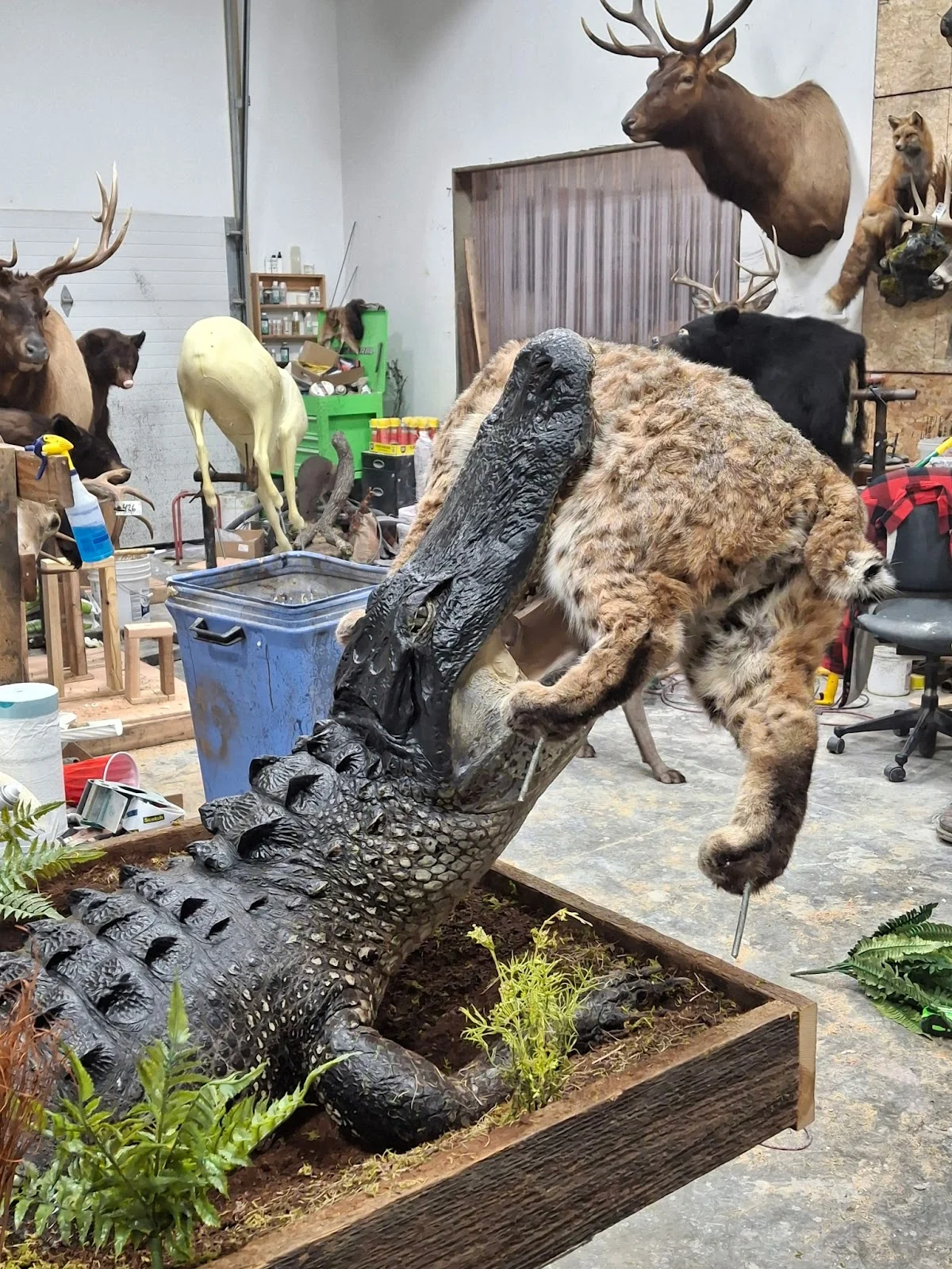 Florioda Reptile Taxadermy