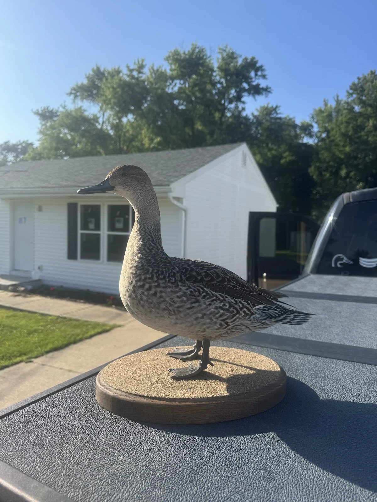 Fowl Focus Taxidermy