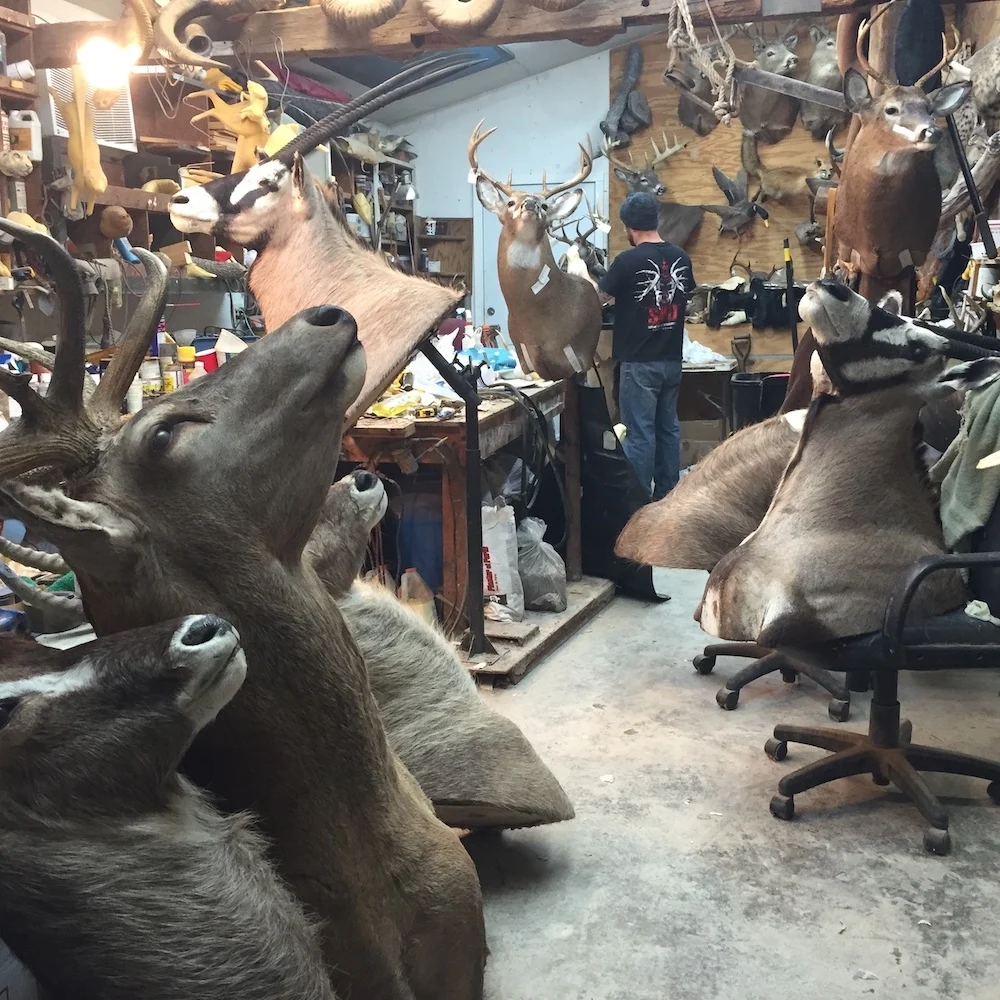 Fox Studios Taxidermy - 2