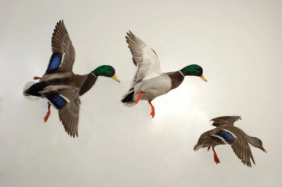 Frozen In Flight