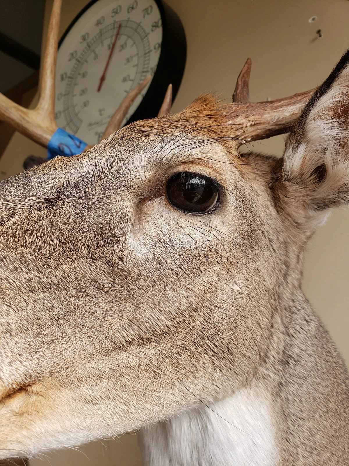 furs taxidermy - 2