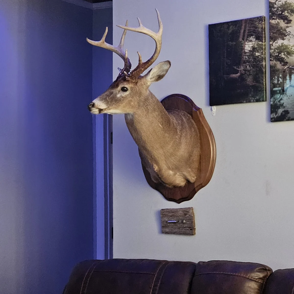 Game Trail Taxidermy