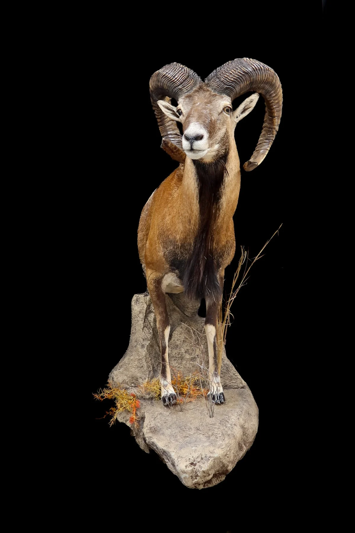 Hanath Taxidermy - 2
