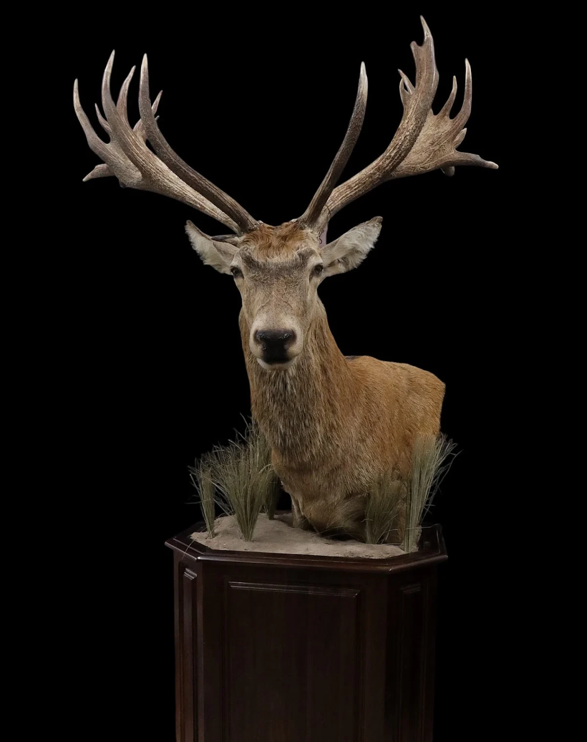 Hanath Taxidermy - 3