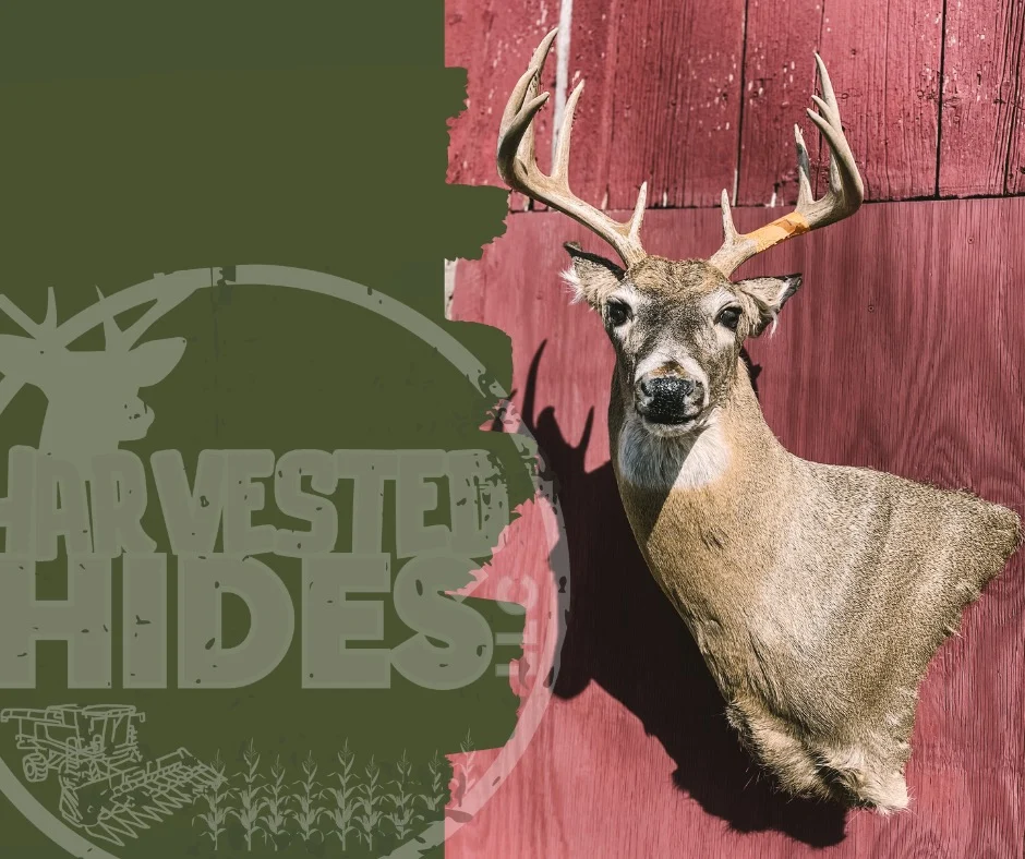Harvested Hides Taxidermy - 2