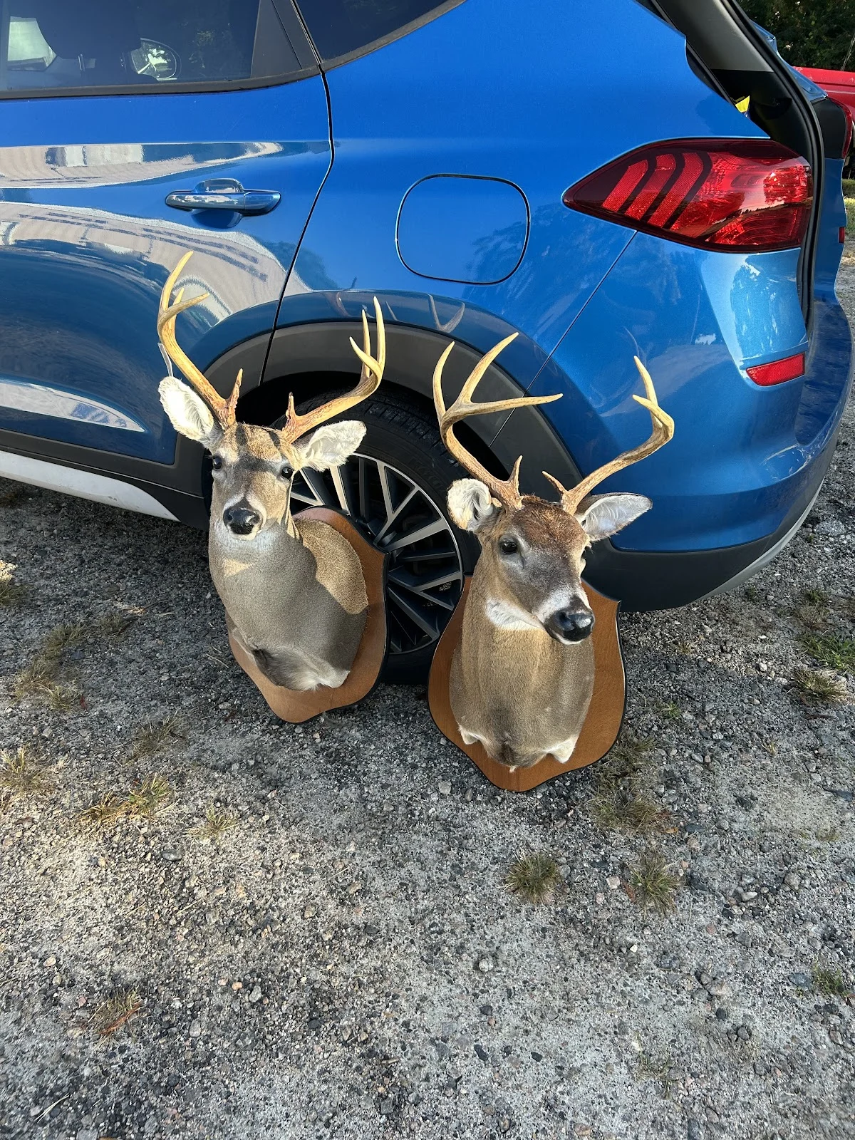 Hayes Taxidermy