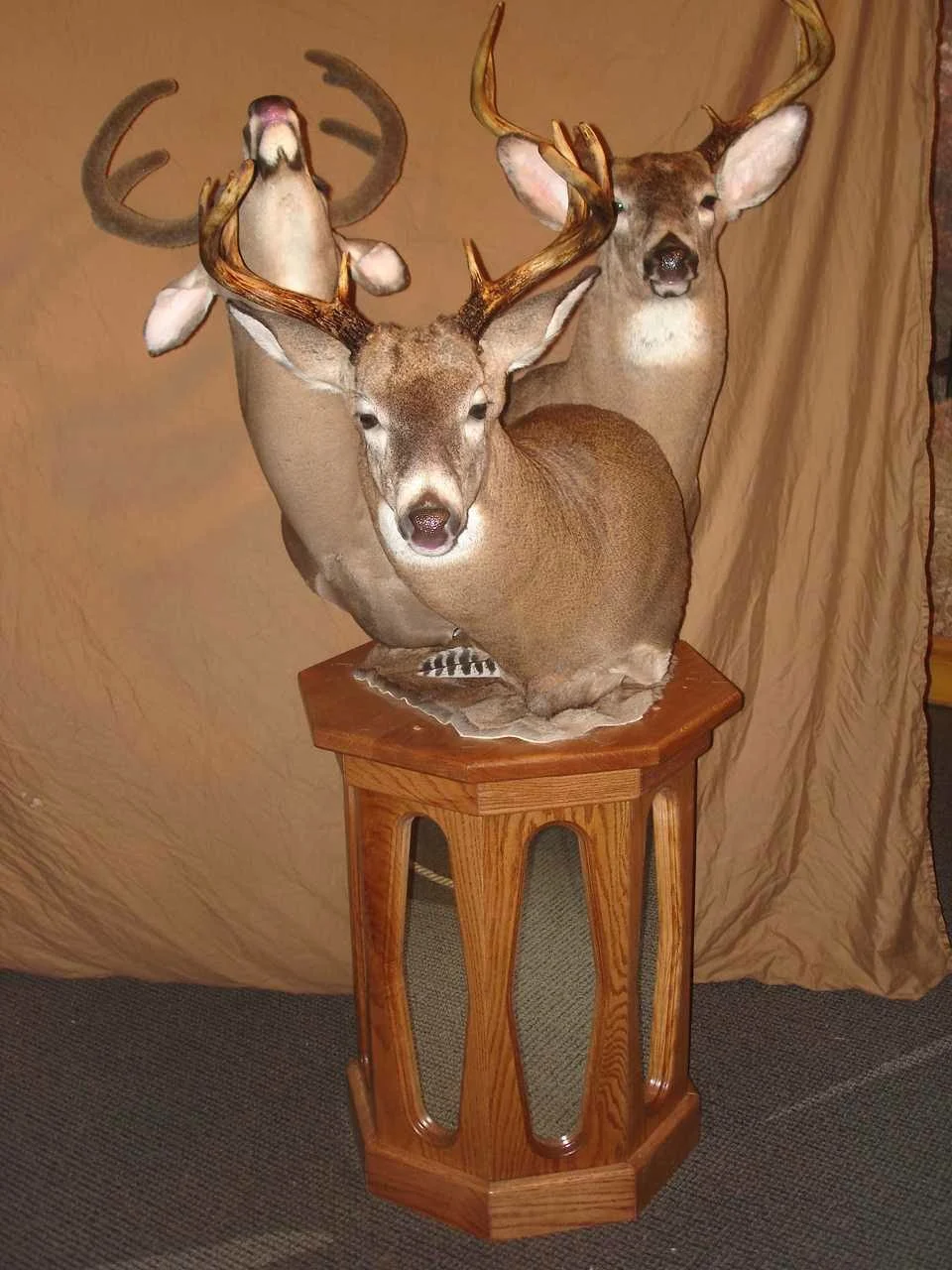 Headquarters Taxidermy - 2
