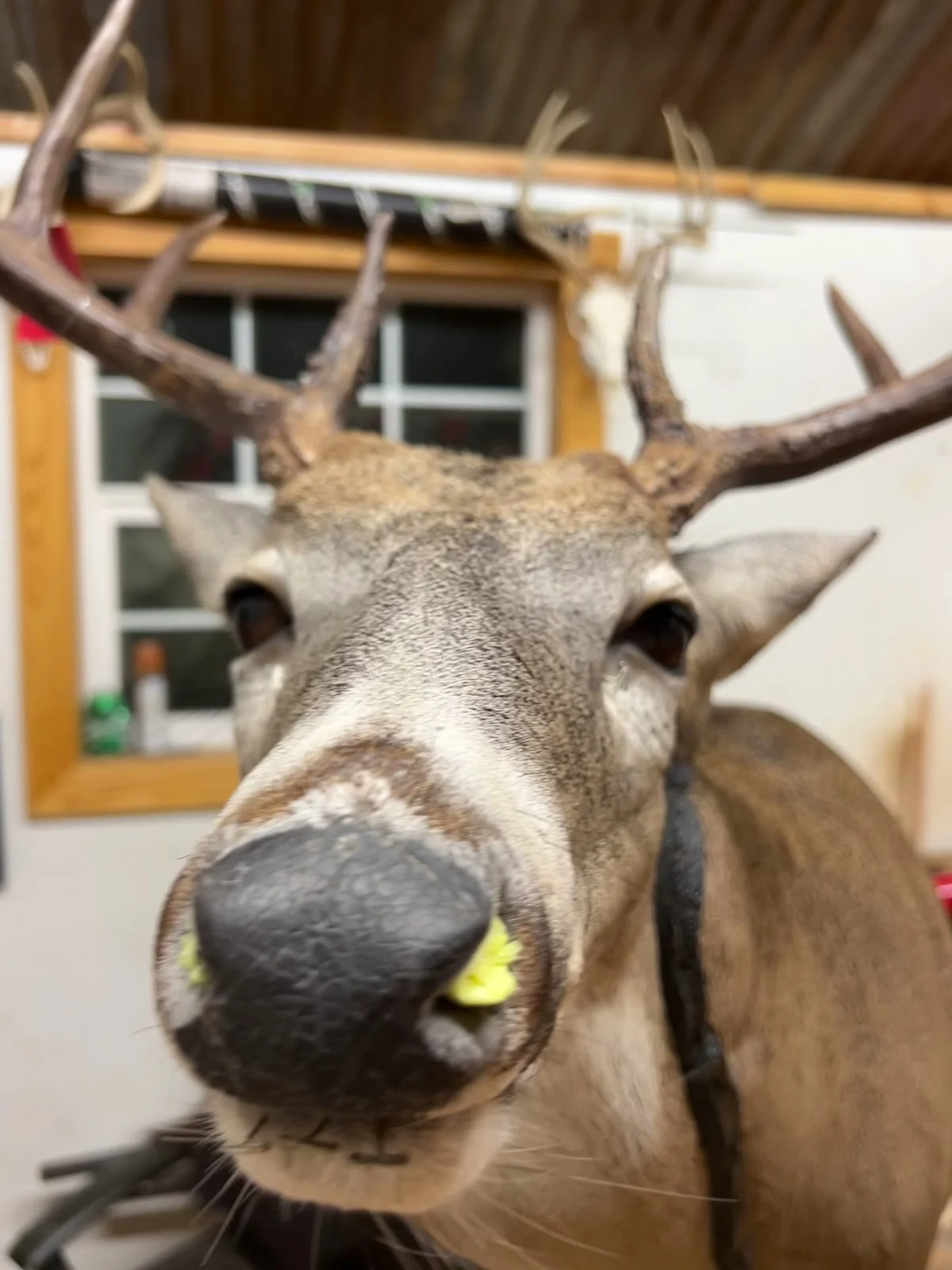 Heads Up Taxidermy - 2