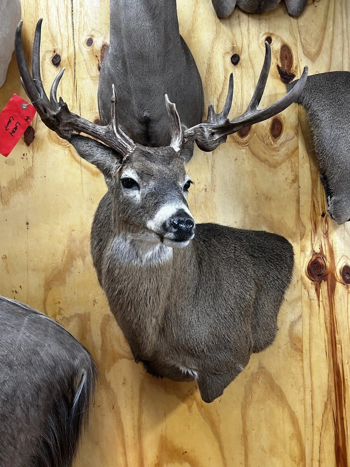 Heads Up Taxidermy