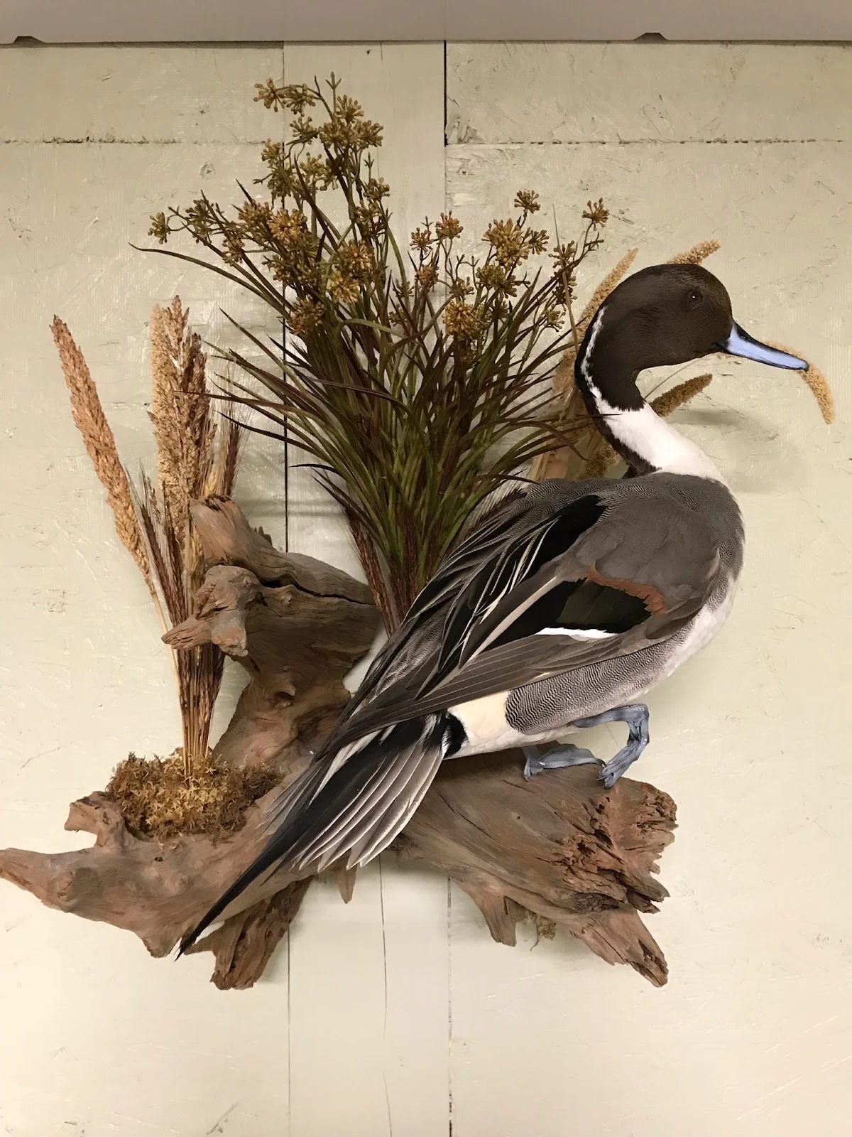 Helm Taxidermists