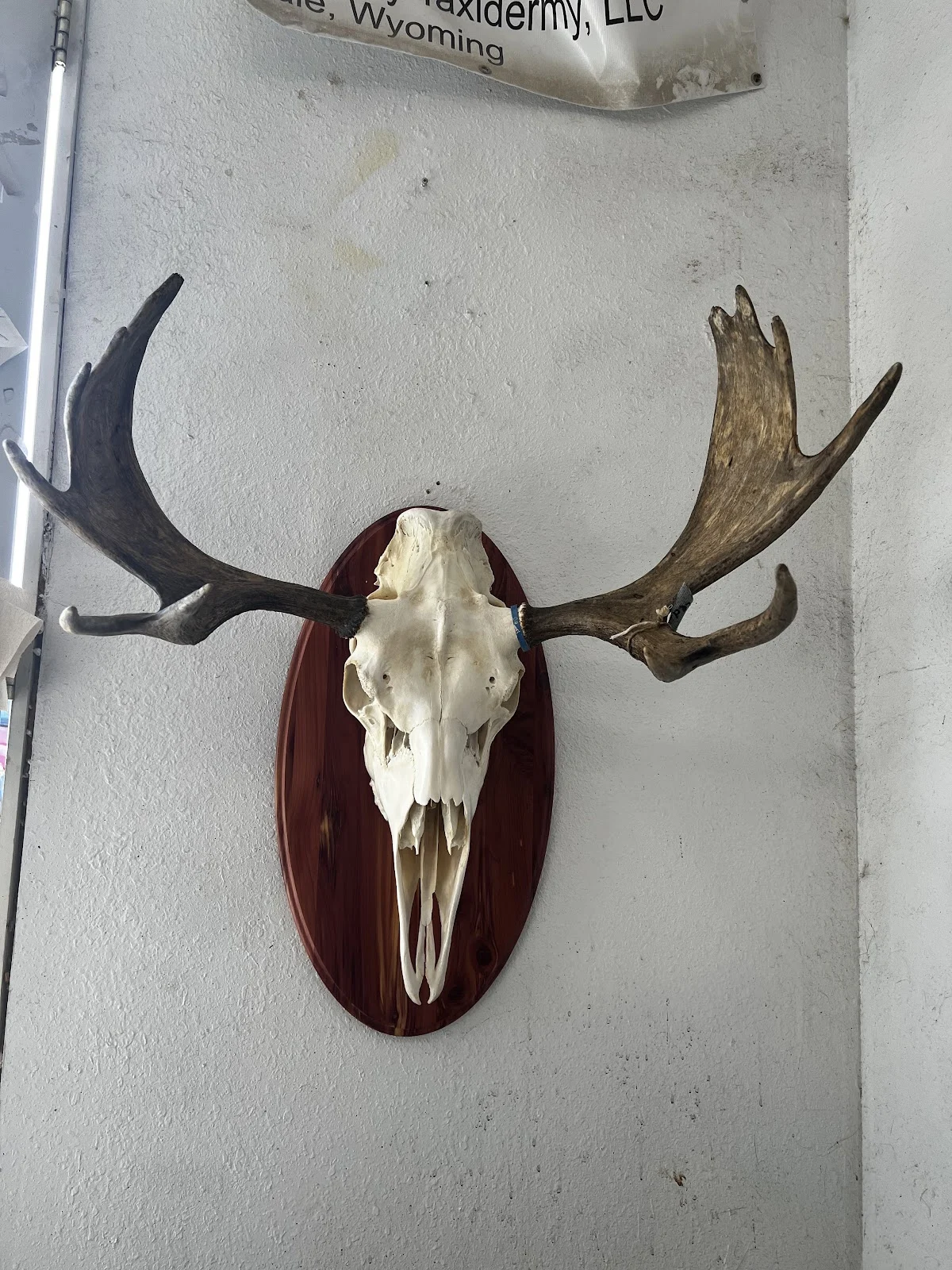 High Country Taxidermy - 2