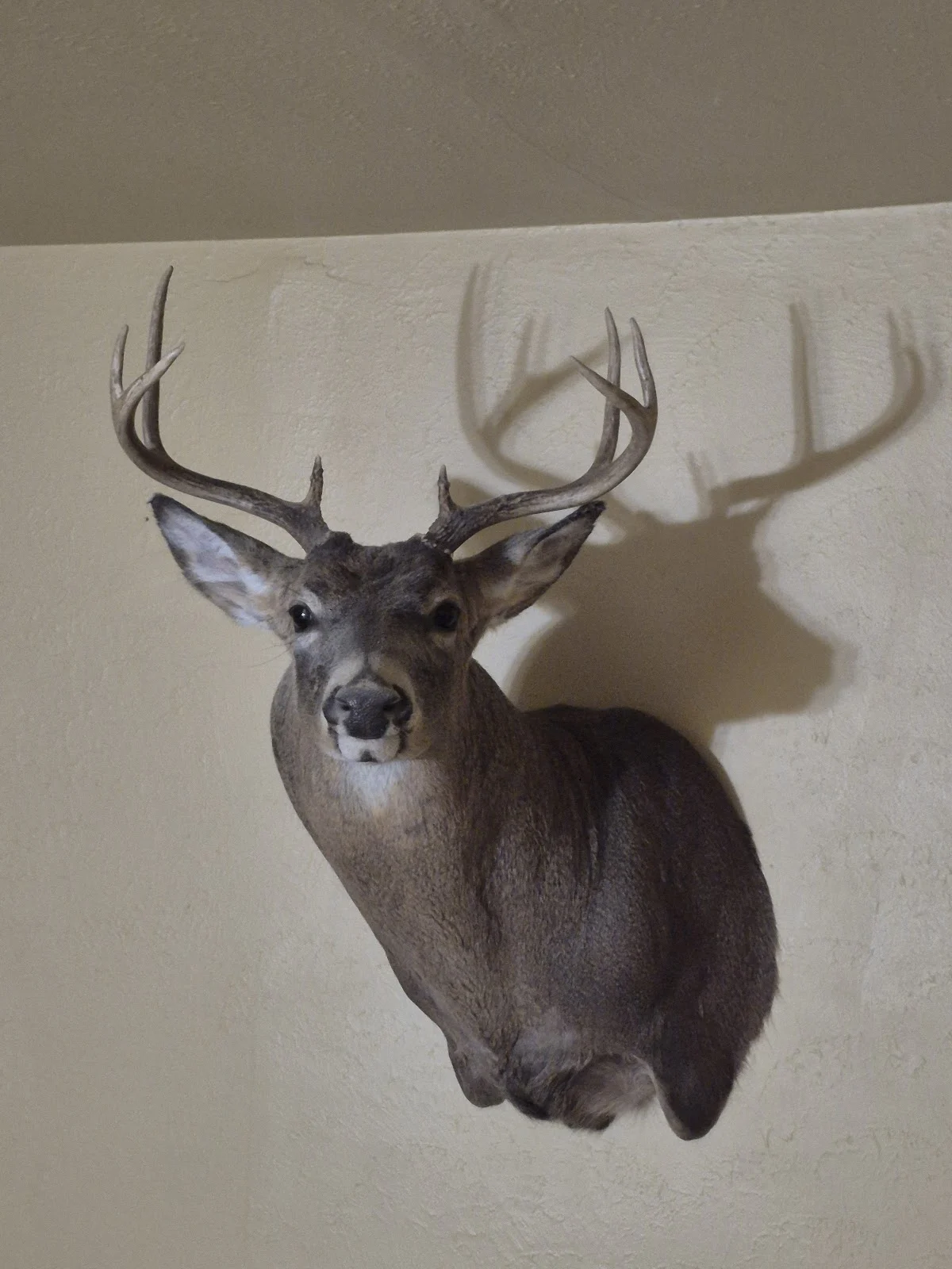 High Wet & Wild Taxidermy