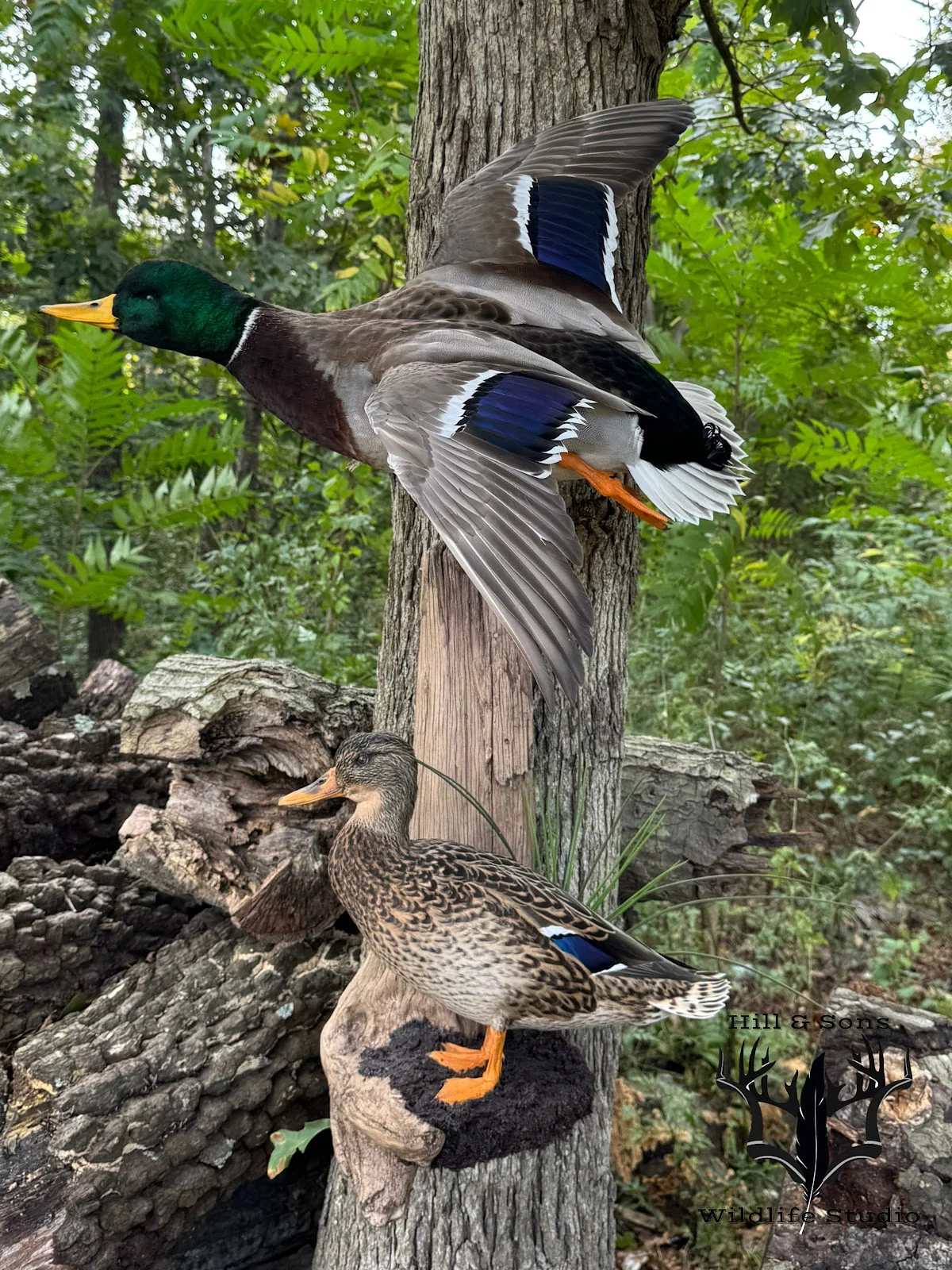 Hill & Sons Wildlife Studio