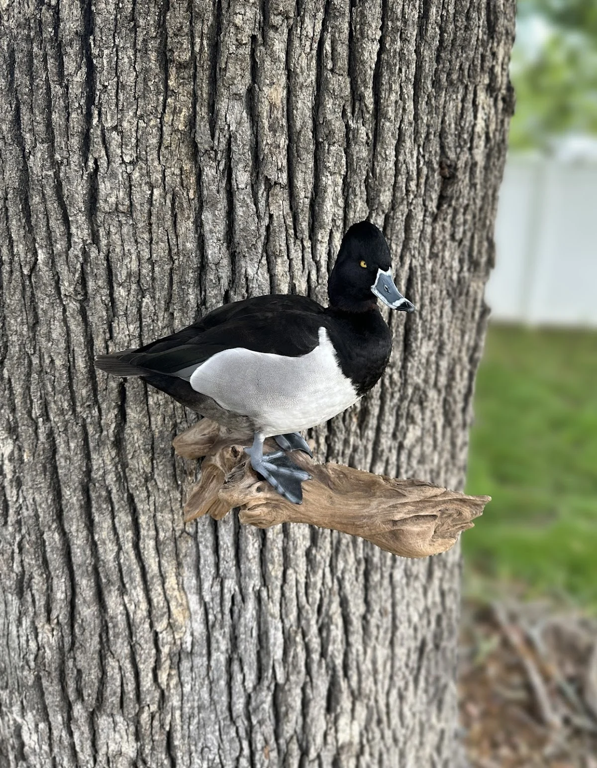 His Wings Taxidermy - 2