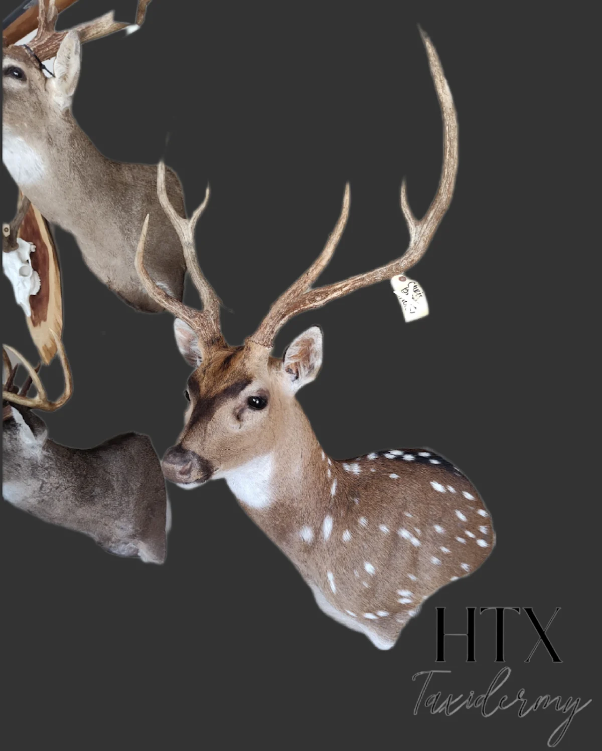 HTX Taxidermy - 2