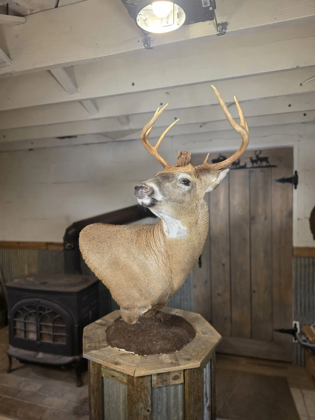 Huegel Taxidermy