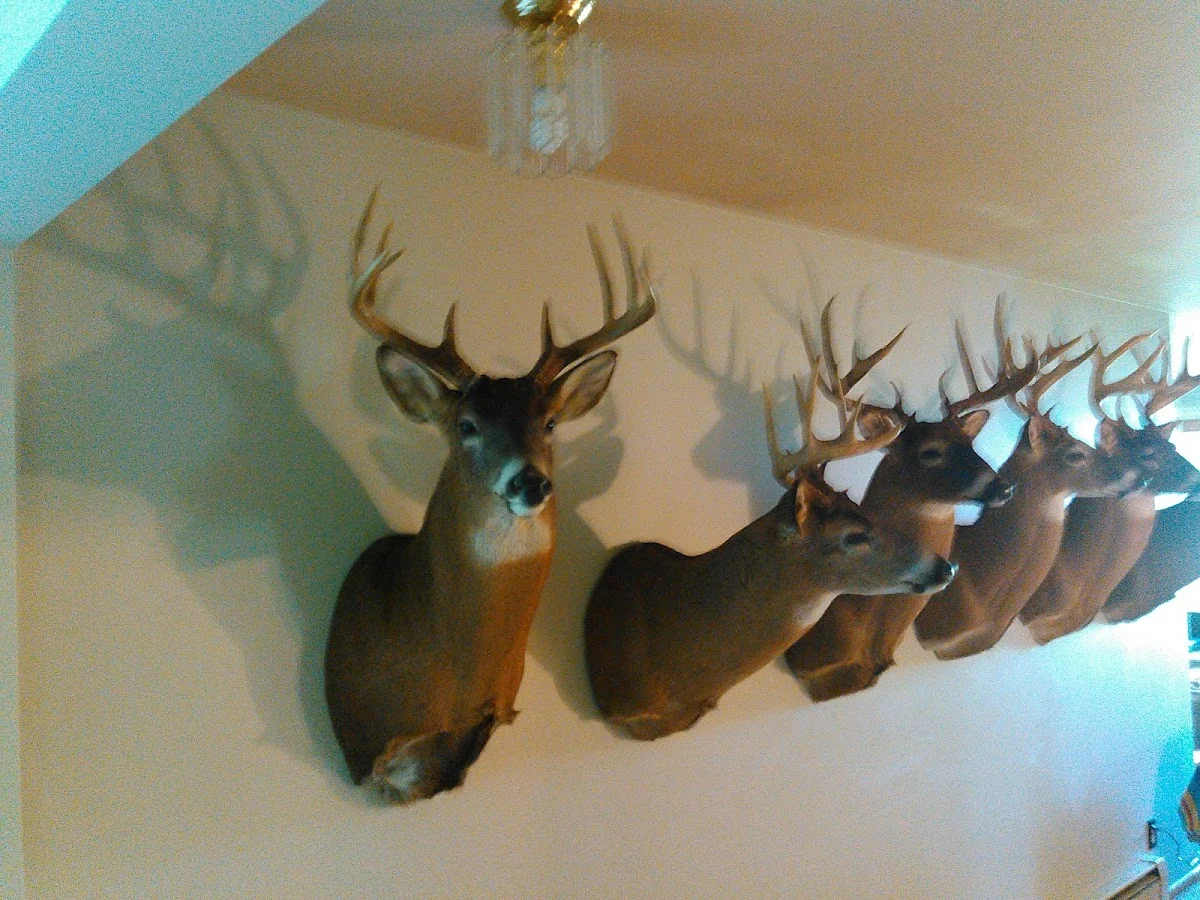 Hull's Taxidermy