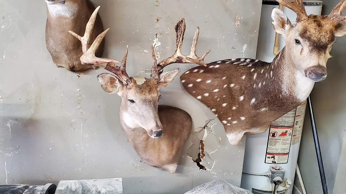 Humbird Taxidermy