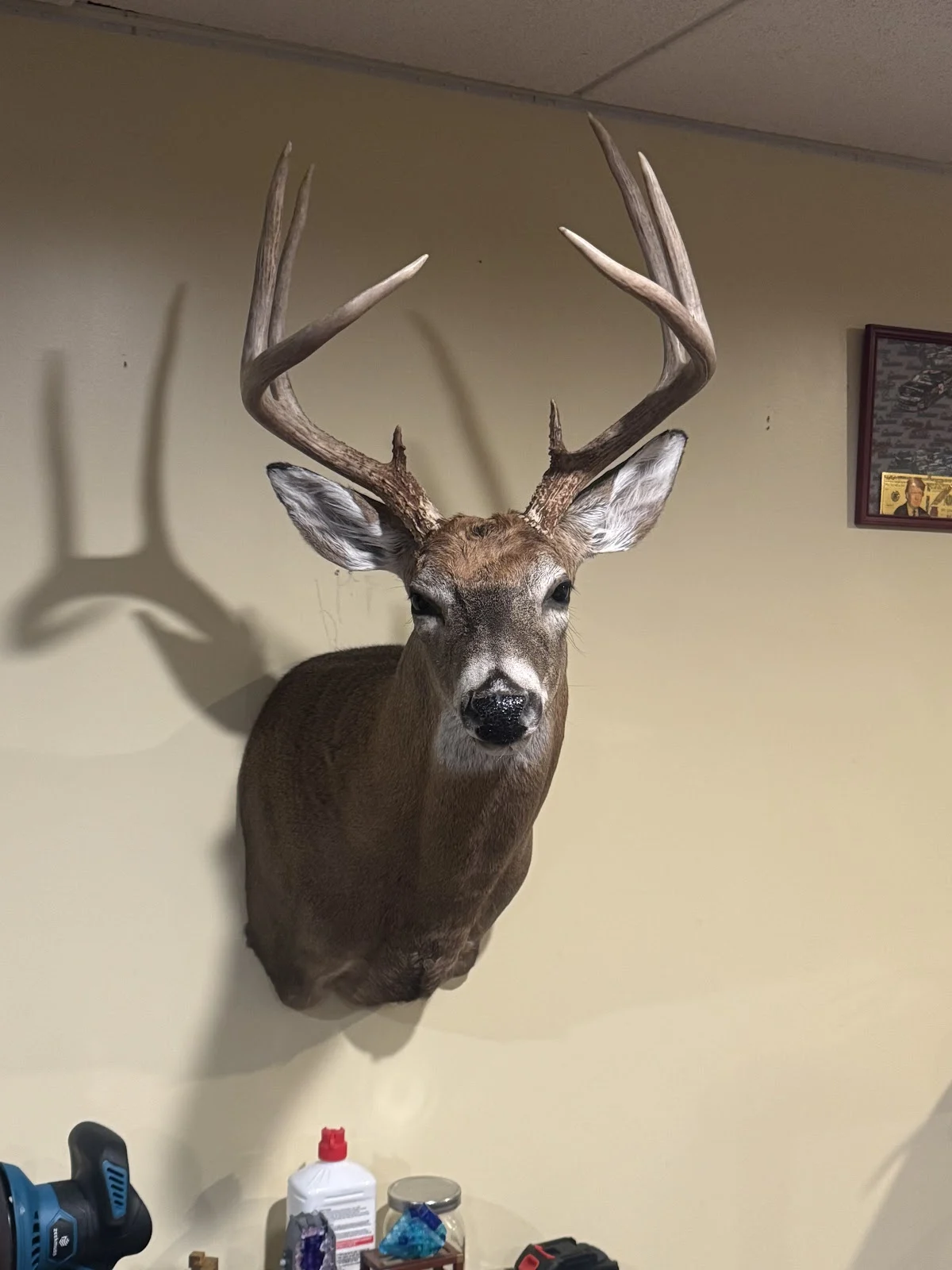 Hunt Life Taxidermy - 2