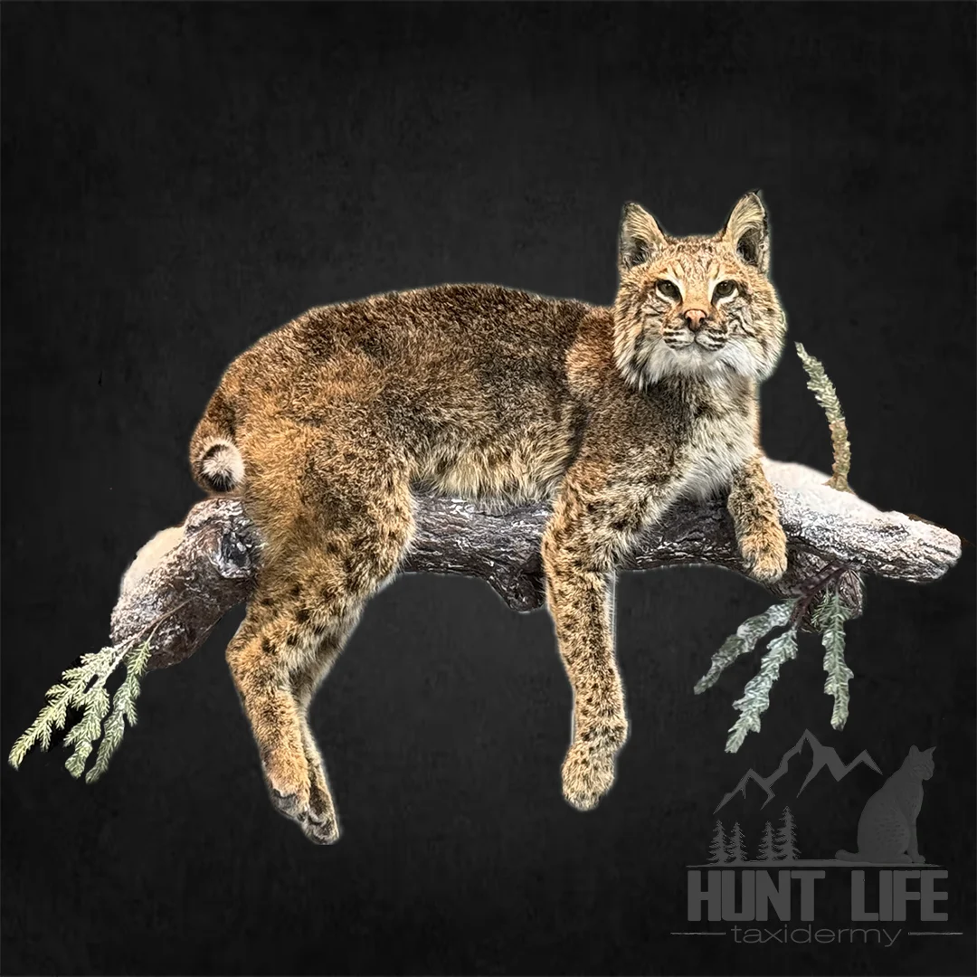 Hunt Life Taxidermy - 3