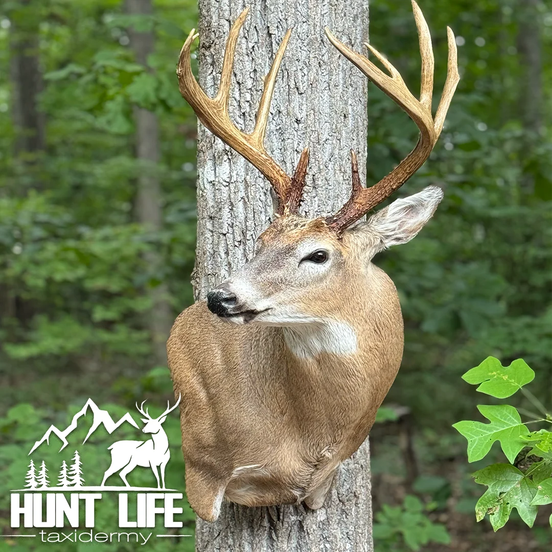 Hunt Life Taxidermy
