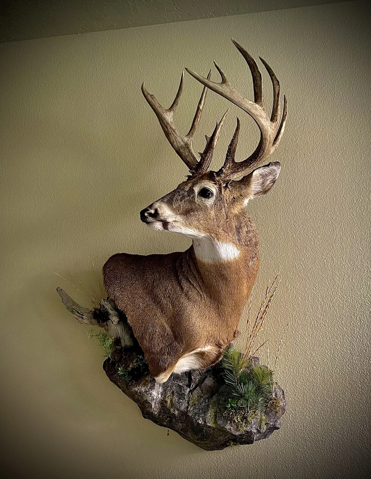 Imperial Taxidermy