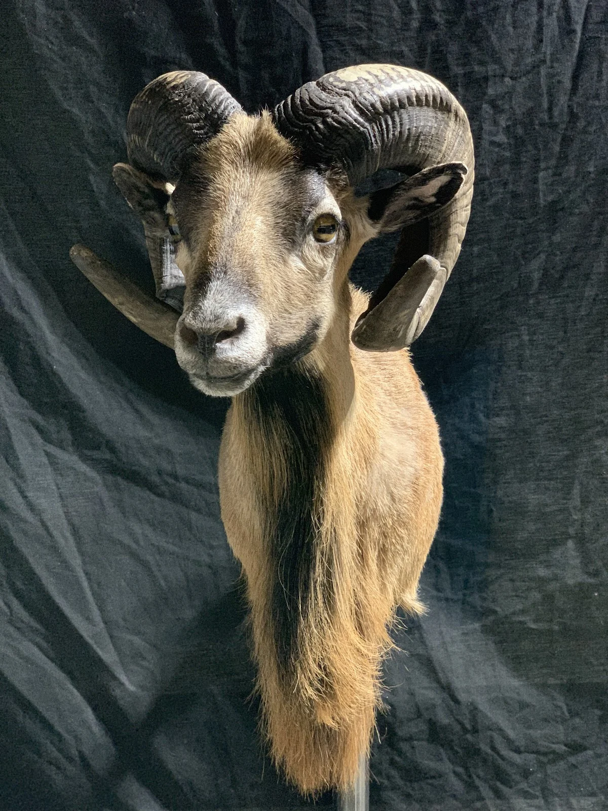 In The Cut Taxidermy - 2