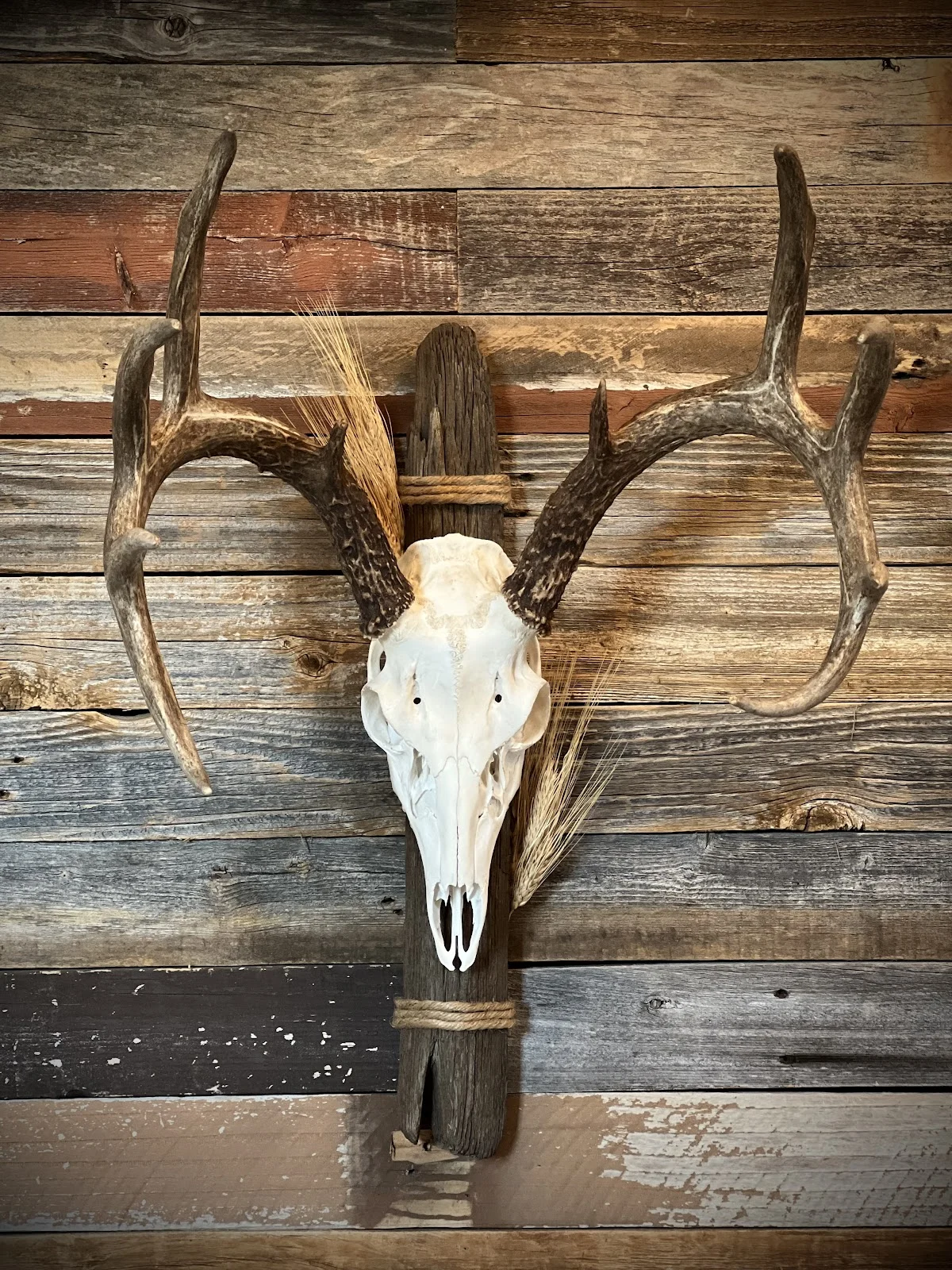 Indian Creek Taxidermy - 2