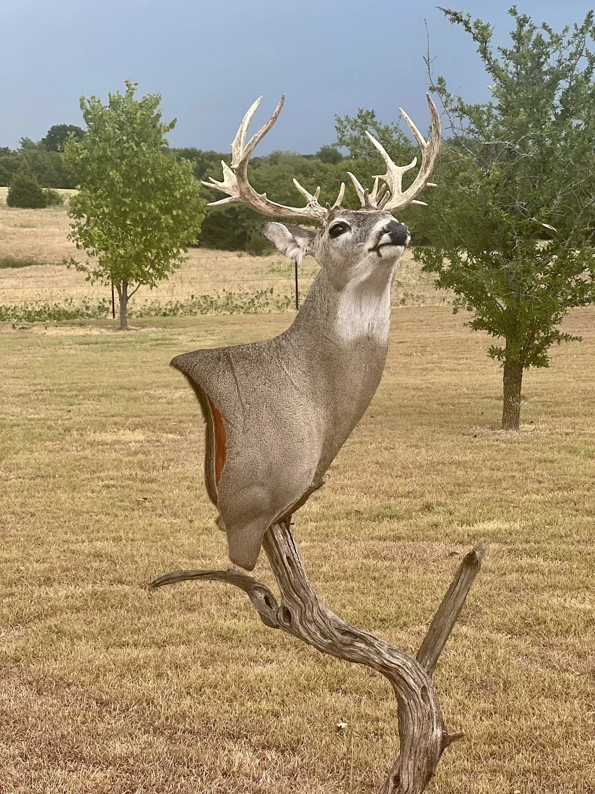 Indian Creek Taxidermy