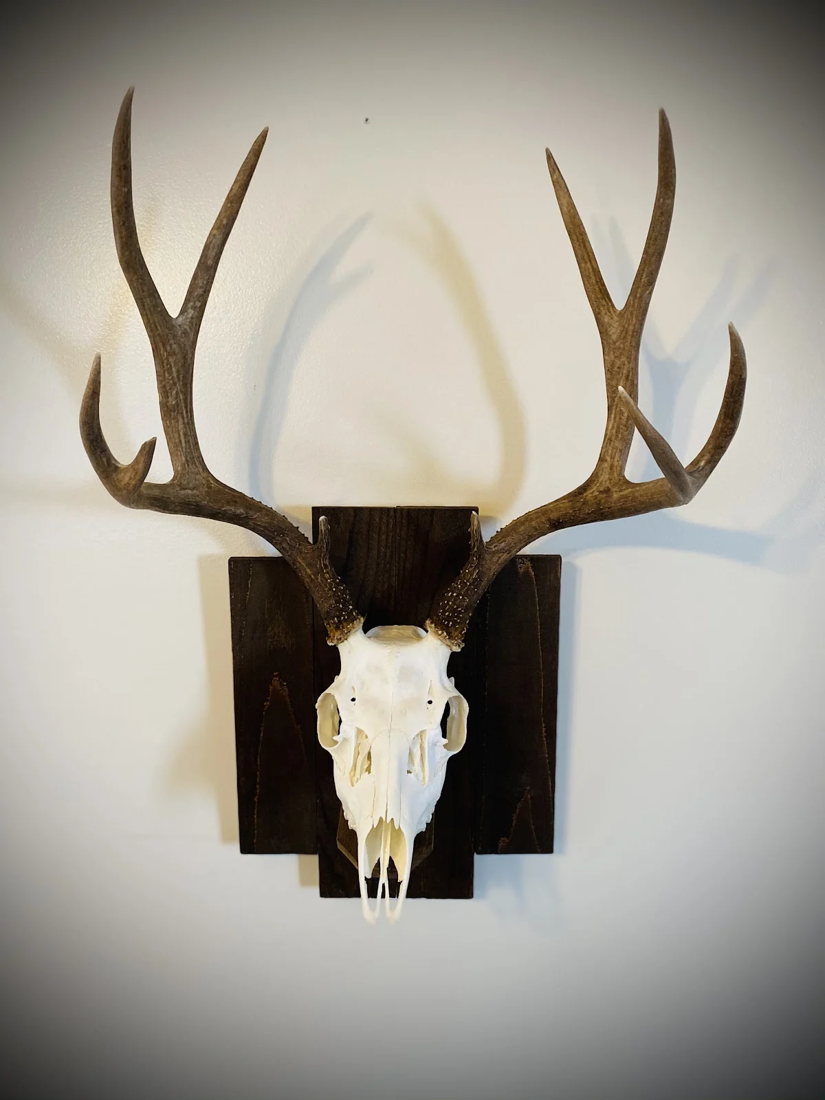 Jackman Taxidermy - 2